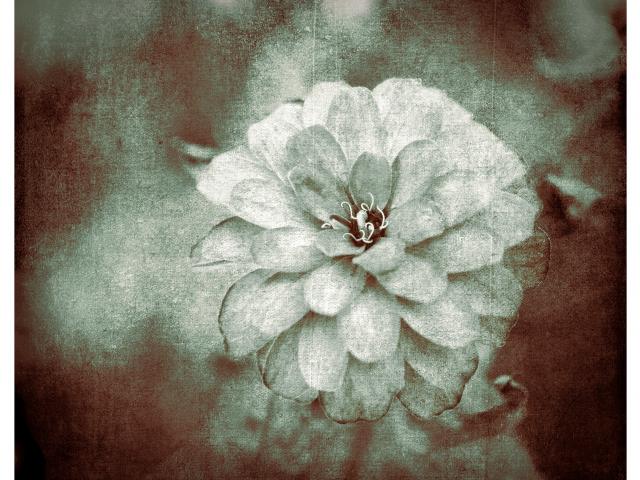 Archival Pigment Print • 15 x 18