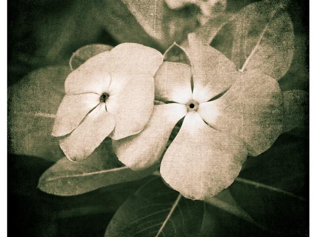 Archival Pigment Print • 15 x 18
